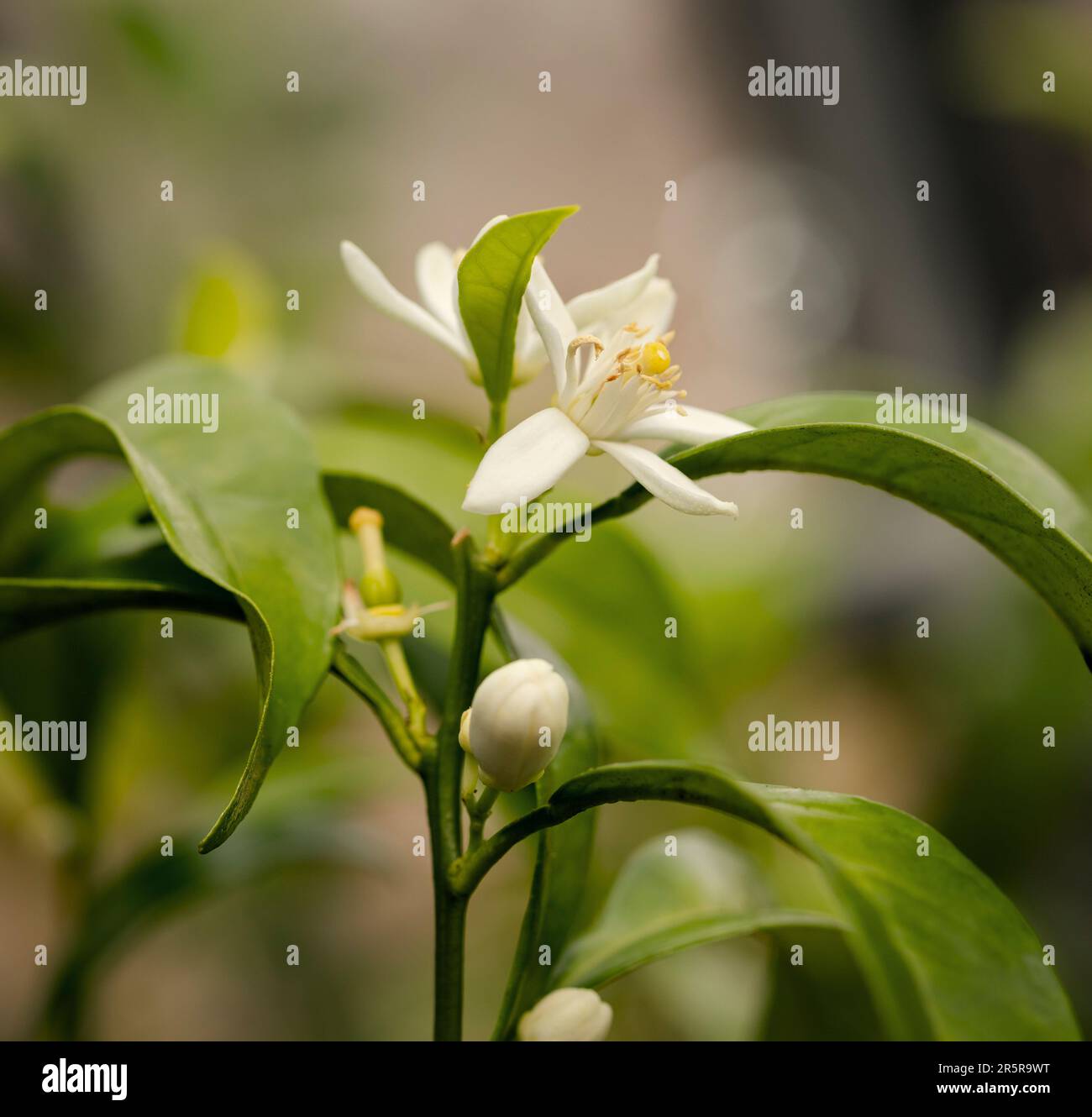 white flowers and lemon ovary Stock Photo Alamy