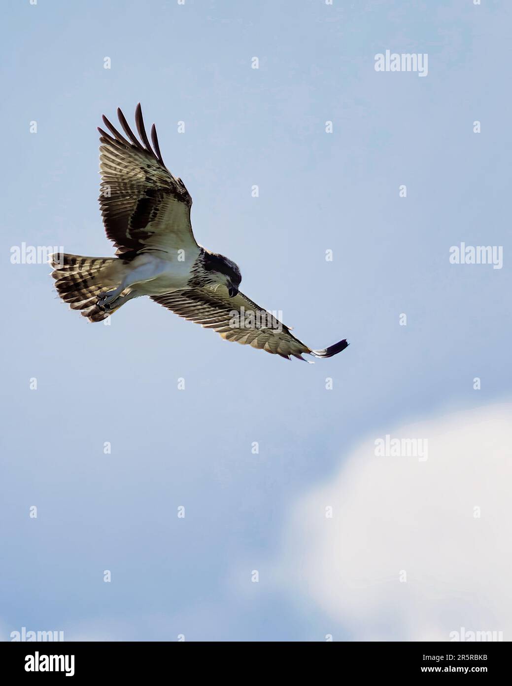 A graceful osprey soars through the sky, catching thermals as it surveys the landscape below Stock Photo