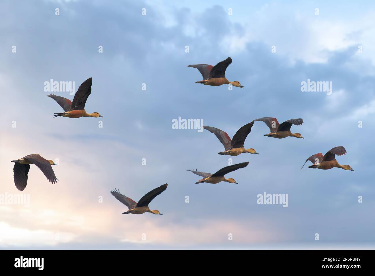 A group of birds soar across a cloudy sky above a sandy beach Stock ...