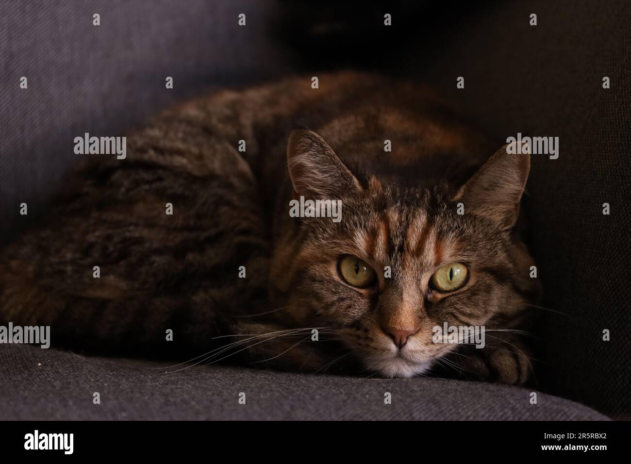 Tabby cat lying on sofa, looking at the camera Stock Photo
