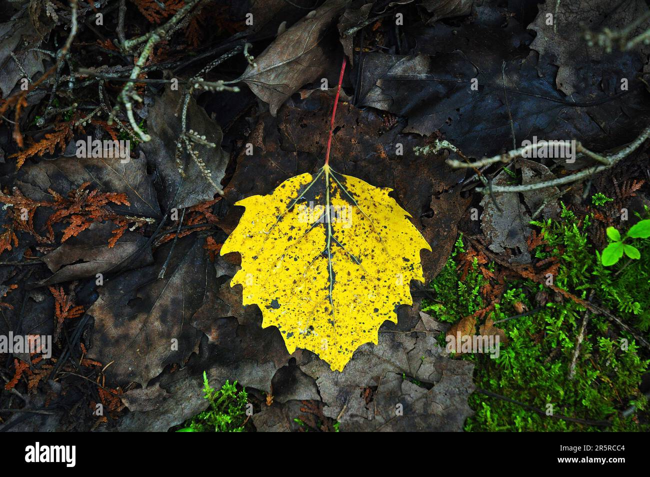 Yellow autumn aspen poplar leaf (populus tremula) resting on a dewy mossy leafy debris back ground Stock Photo
