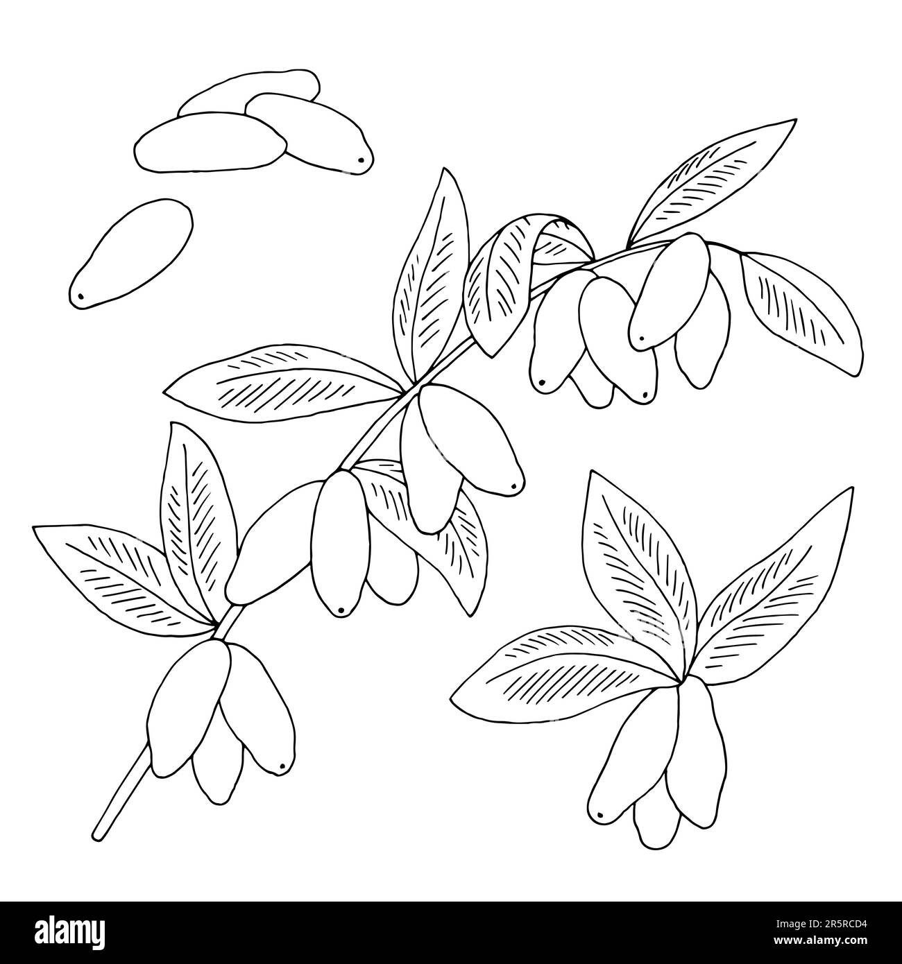 Honeysuckle plant graphic black white isolated sketch illustration vector Stock Vector