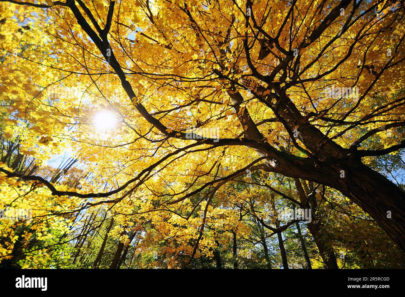 Acer maple tree with yellow leaves in autumn with evening sunshine peeking through the tree canopy Stock Photo