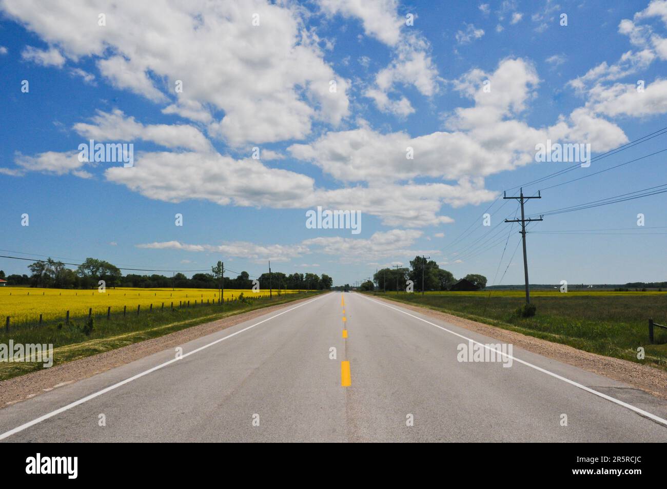 Looking down the centre of a straight road towards the horizon bisecting farm fields of canola plants, and blue skies with cumulus fractus clouds Stock Photo