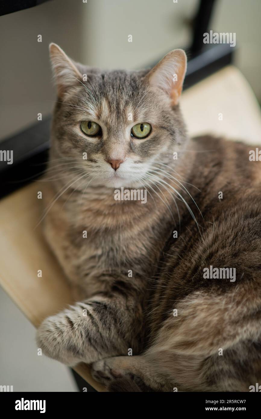 Gray female dilute torbie tabby house cat with tortoiseshell coat, long