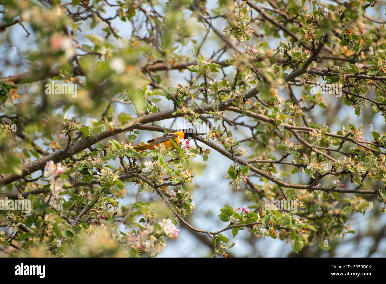 Balitmore oriole (Icterus galbula) bird perching on a blooming apple tree in spring, eating from apple blossoms Stock Photo