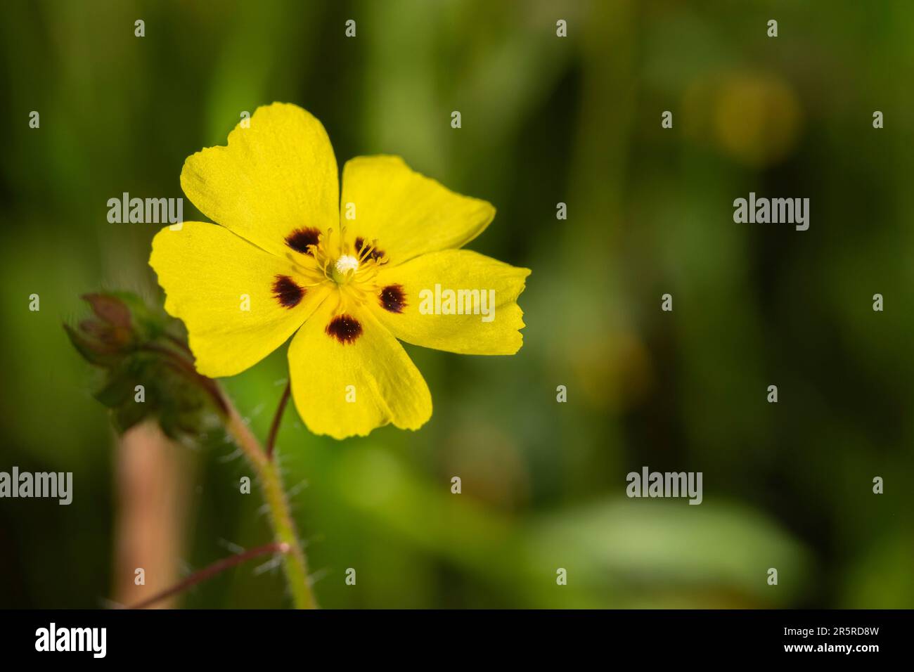 A closeup of blooming halimium ocymoides flower Stock Photo