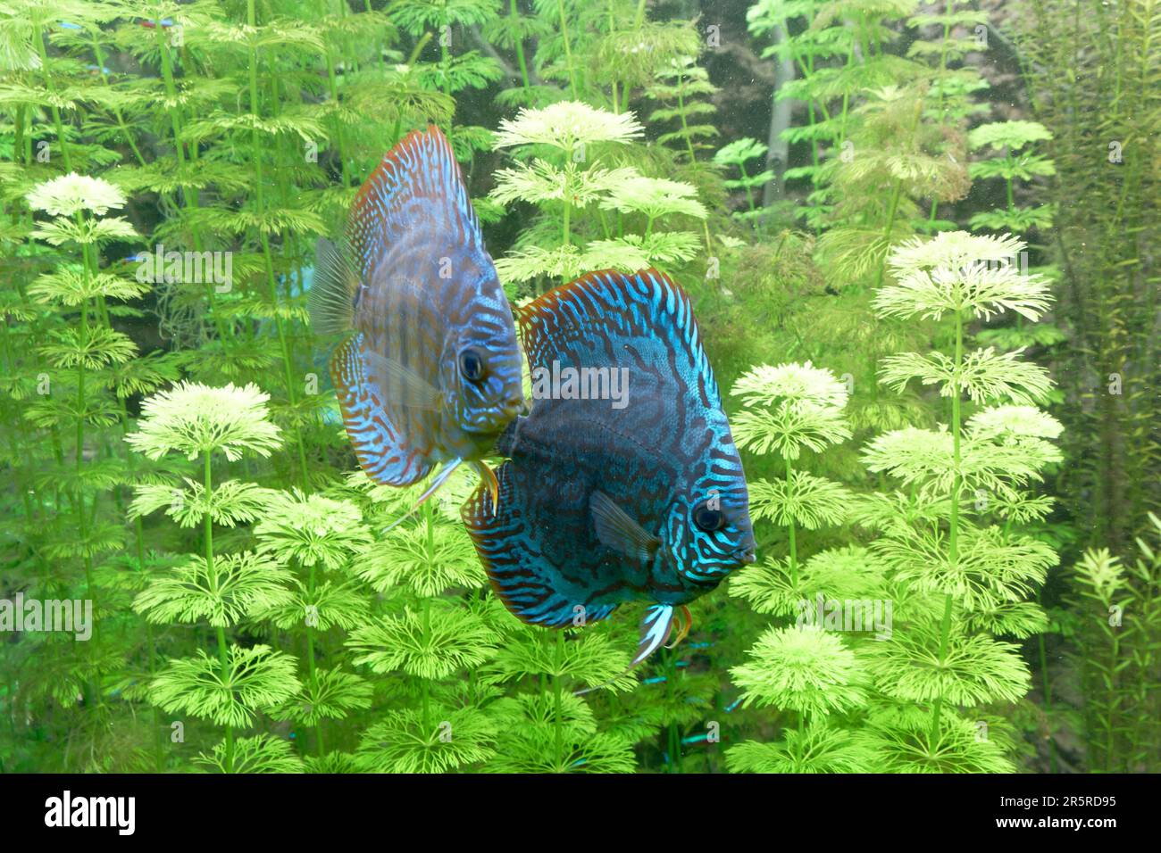 Blue Discus (pompadour fish) in freshwater aquarium. Symphysodon aequifasciatus are freshwater fish with colorful, graceful, bright colors Stock Photo