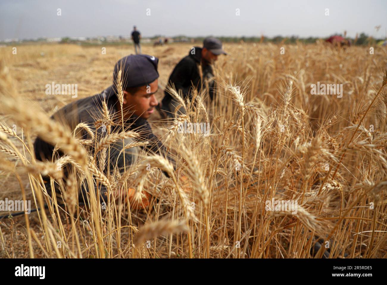 230605) -- GAZA, June 5, 2023 (Xinhua) -- Farmers harvest wheat on