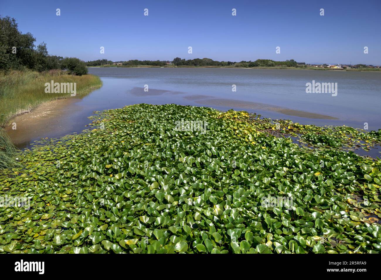 Quiaios, Portugal - August 14, 2022: View of lagoon called Lagoa das Bracas showing reeds, mudflats and floating plants Stock Photo