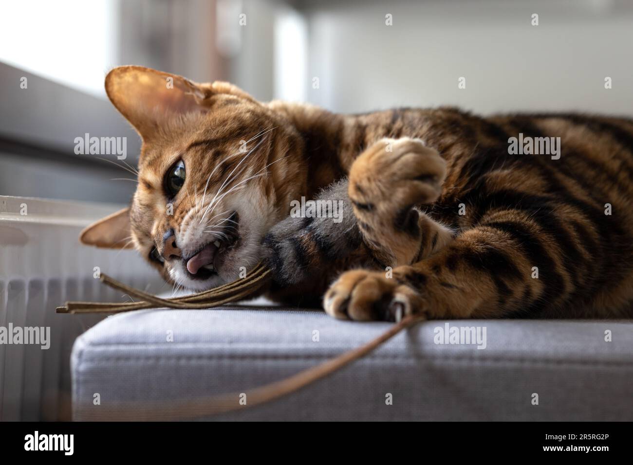 Striped bengal cat deals