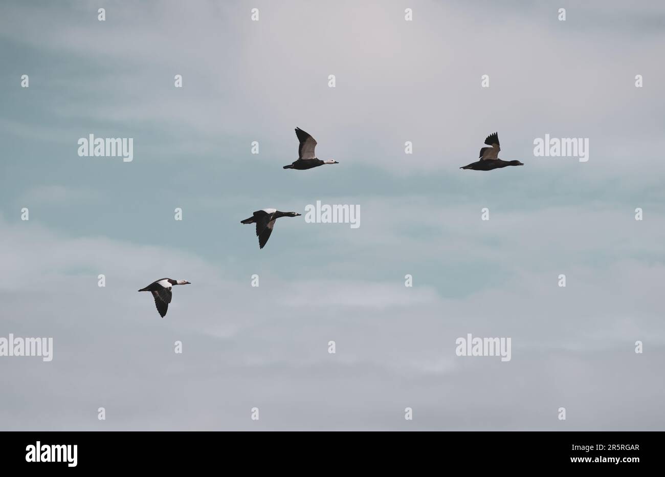 Geese Setting Aerial shot flock geese hi-res stock photography and images - Alamy