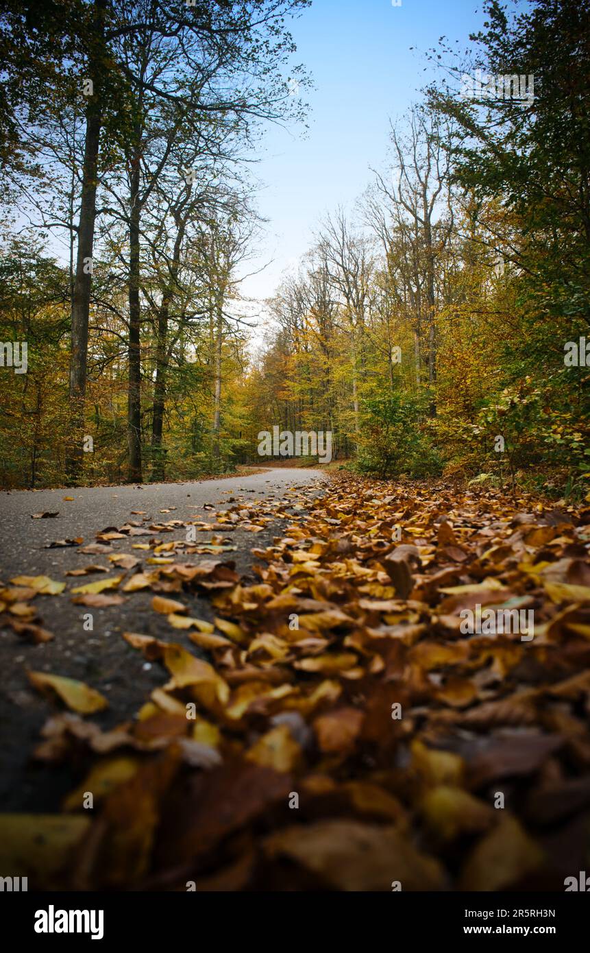 A Scenic Autumn Landscape Featuring An Array Of Colorful Trees With