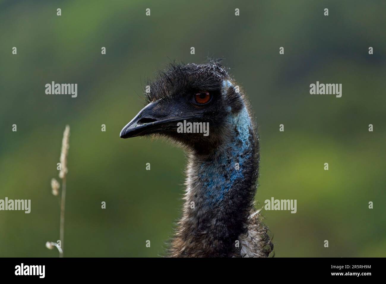 Blue emu hi-res stock photography and images - Alamy
