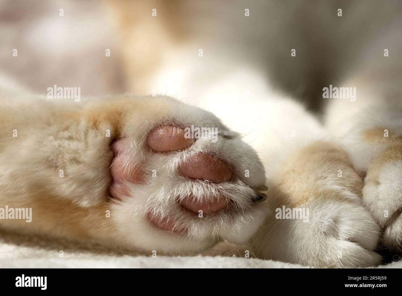 Gentle charming paws of a white cat with pink pads directed into the camera close-up Stock Photo
