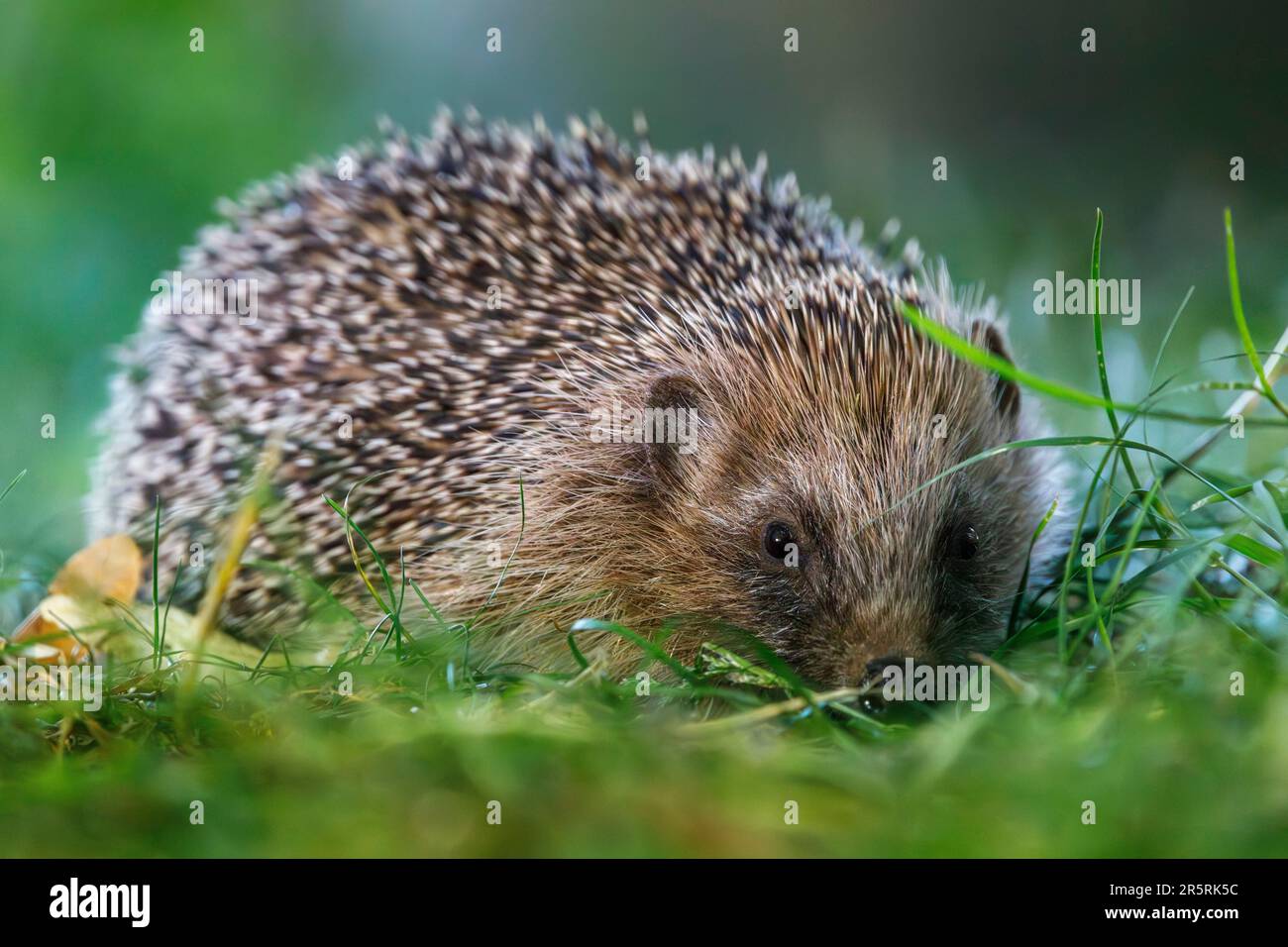 France, Eure, Trouville-la-Haule, small village near Pont-Audemer, common hedgehog (Erinaceus europaeus), in a garden Stock Photo
