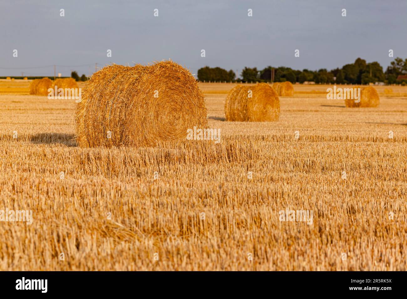 France, Eure, Trouville-la-Haule, small village near Pont-Audemer, round straw bales, in a recently harvested wheat field Stock Photo