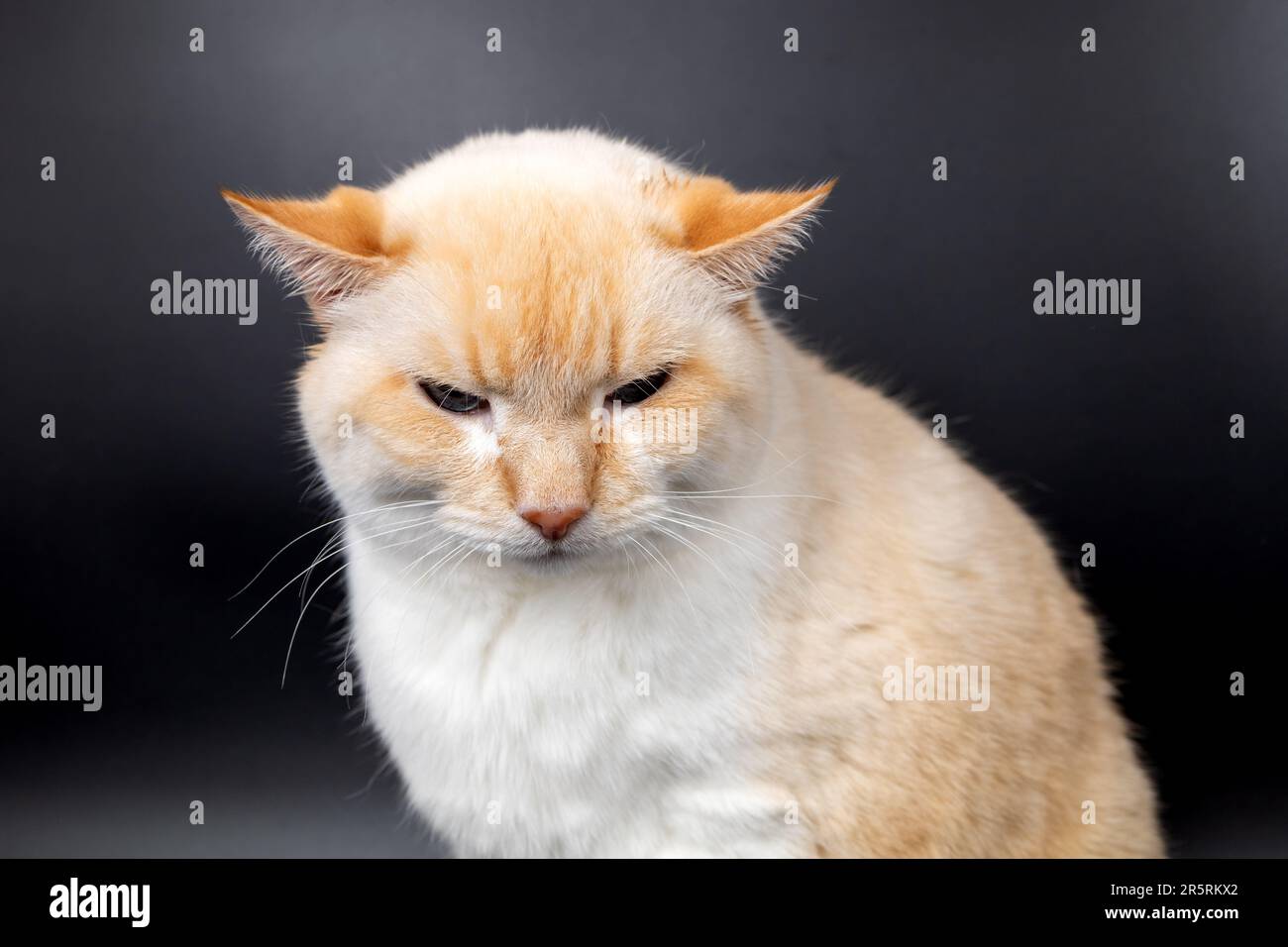 white red sick cat with lowered sore ears Stock Photo