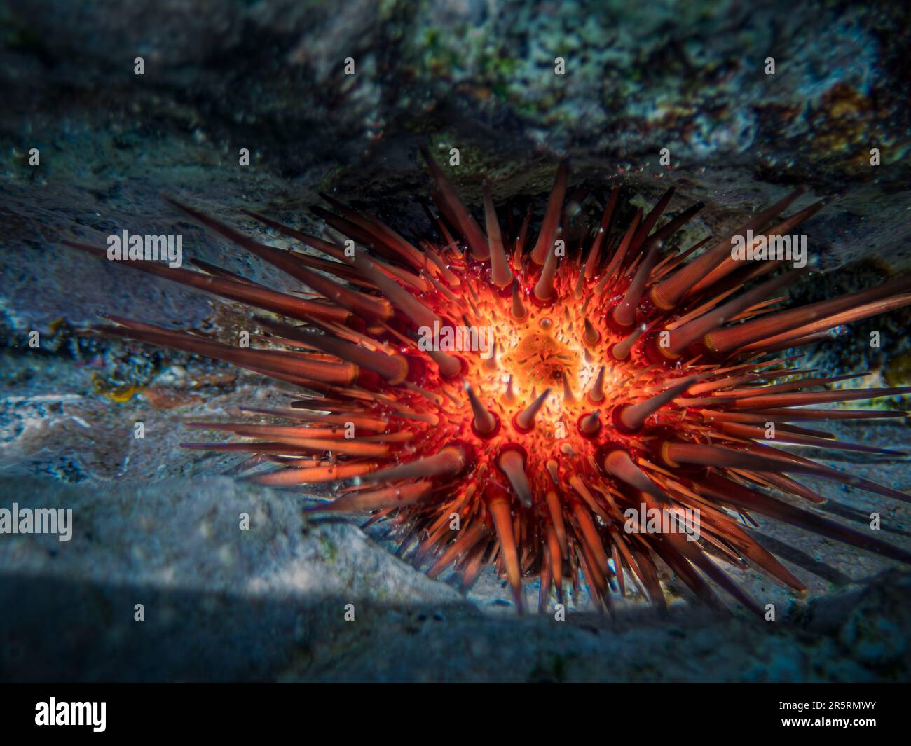 France, Caribbean, Lesser Antilles, Guadeloupe, Les Saintes, Atlantic sea urchin or reef urchin (Echinometra lucunter) Stock Photo