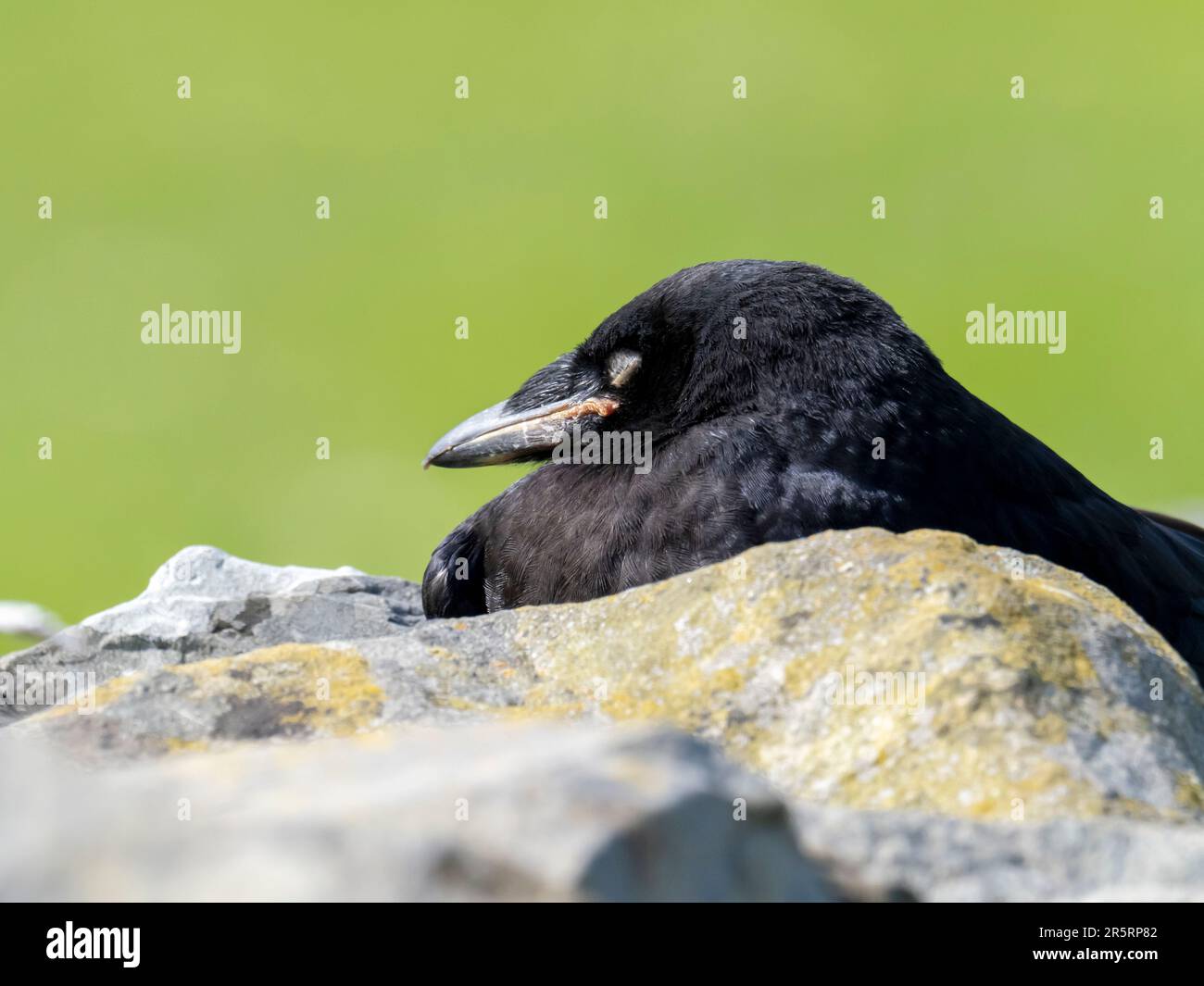 Rook wall hi-res stock photography and images - Alamy