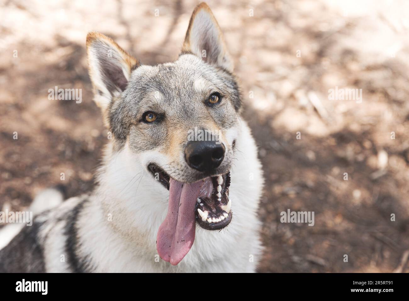 A cute adorable Czechoslovakian Wolfdog dog enjoying the weather in the  park Stock Photo - Alamy, image size:1300x956