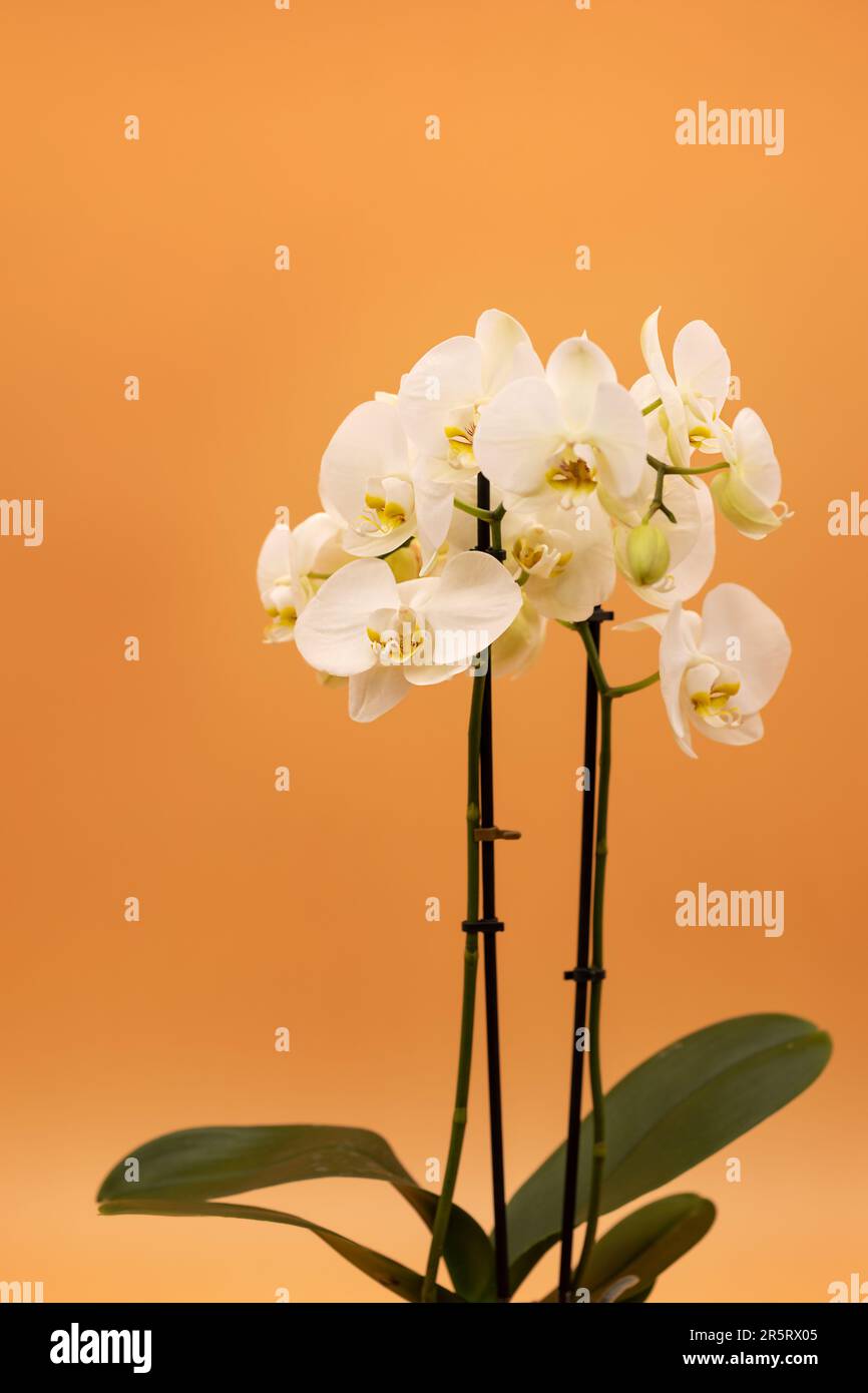 White beautiful orchid on an orange background vertical. Copy space Stock Photo