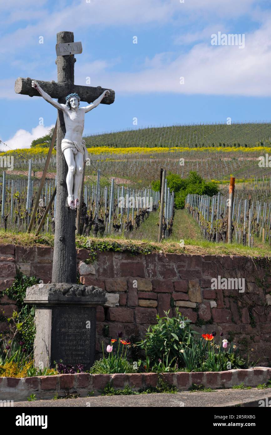 France, Haut Rhin, Turckheim, calvary dated 19th century at the foot of the Brand hill, vineyard, Isatis tinctoria in bloom Stock Photo