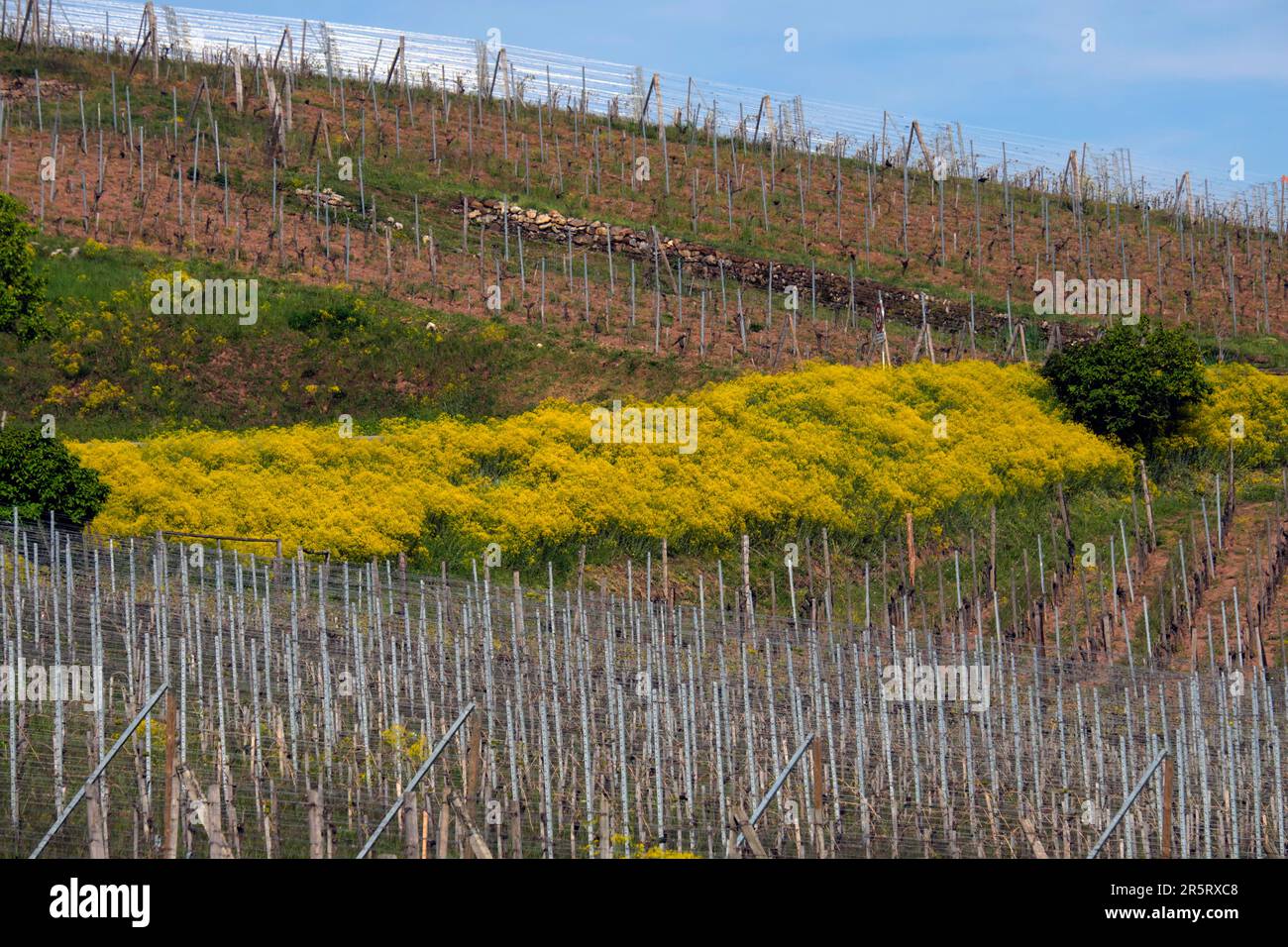 France, Haut Rhin, Turckheim, Brand hill, vineyard, Isatis tinctoria in bloom Stock Photo