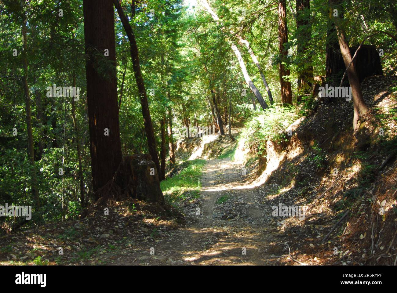 Dirt road through canopy hi-res stock photography and images - Alamy