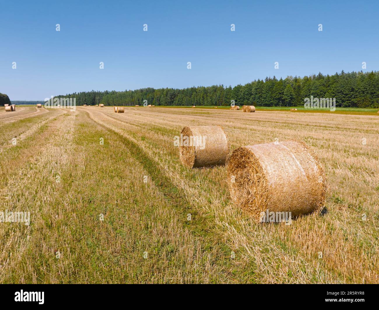 Wheat straw bales on harvested field illuminated by sunlight Stock Photo