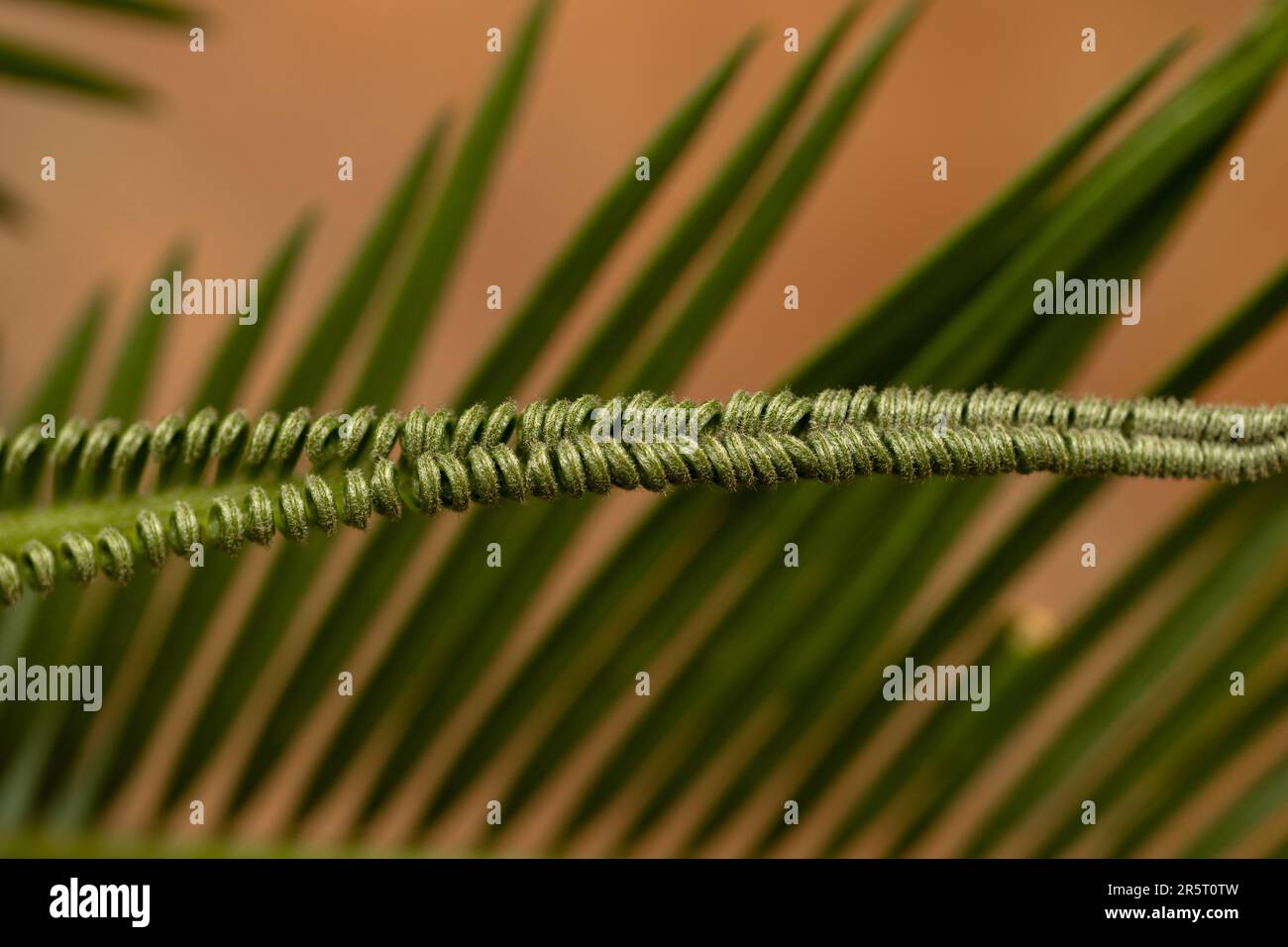 close-up of cycad leaves in the background Stock Photo