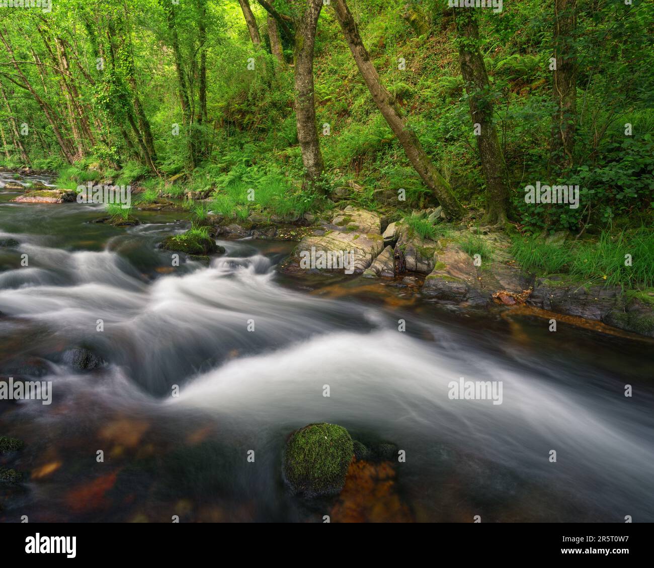 A mountain stream undulates its waters between mossy boulders and native forests in Becerrea Ancares Lugo Galicia Stock Photo