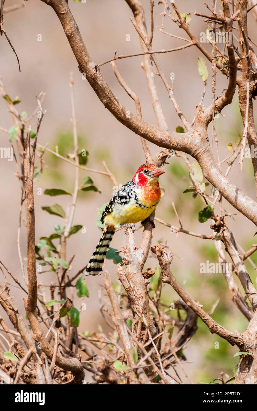 Kenya, Taita Hills Wildlife Sanctuary, Male Red-and-yellow barbet (Trachyphonus erythrocephalus) Stock Photo