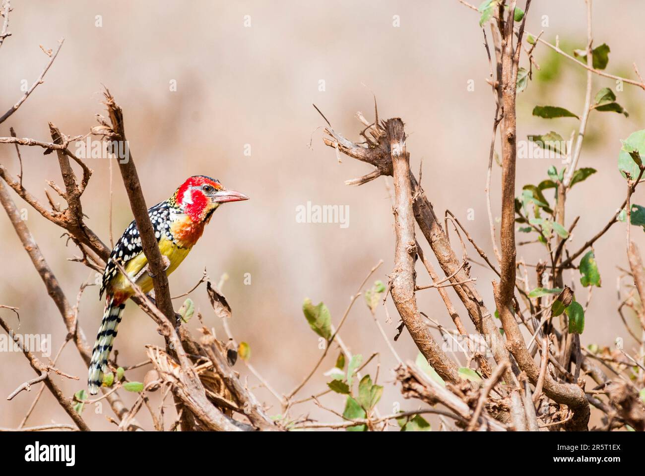Kenya, Taita Hills Wildlife Sanctuary, Male Red-and-yellow barbet (Trachyphonus erythrocephalus) Stock Photo