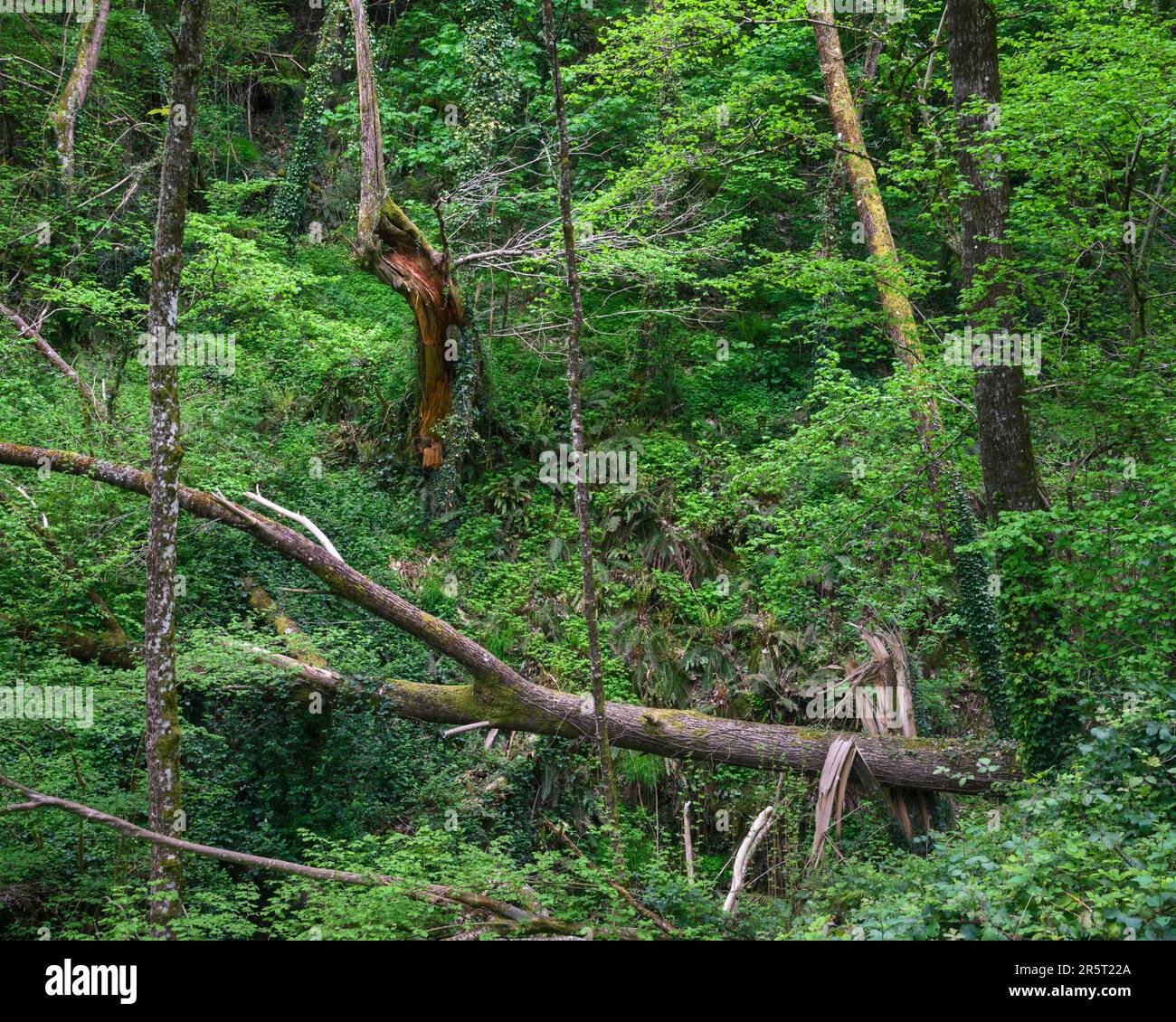 Chaotic aspect of a forest with broken trees and undergrowth in Becerrea Ancares Lugo Galicia Stock Photo