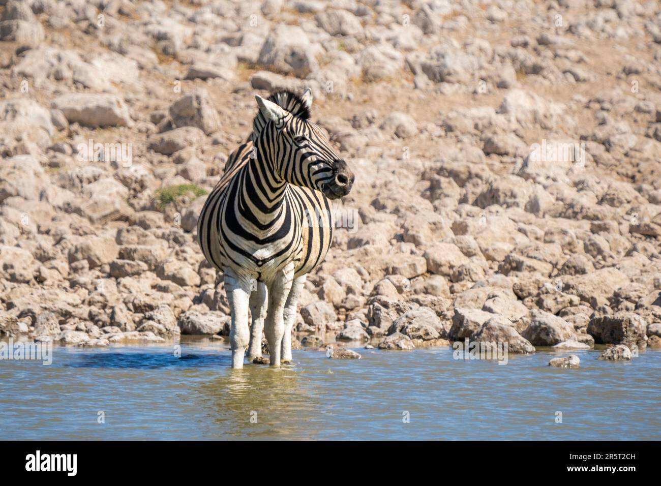 Zebra (Equus quagga burchellii) standing in the water looking to the right. Etosha National Park, Namibia in Africa Stock Photo