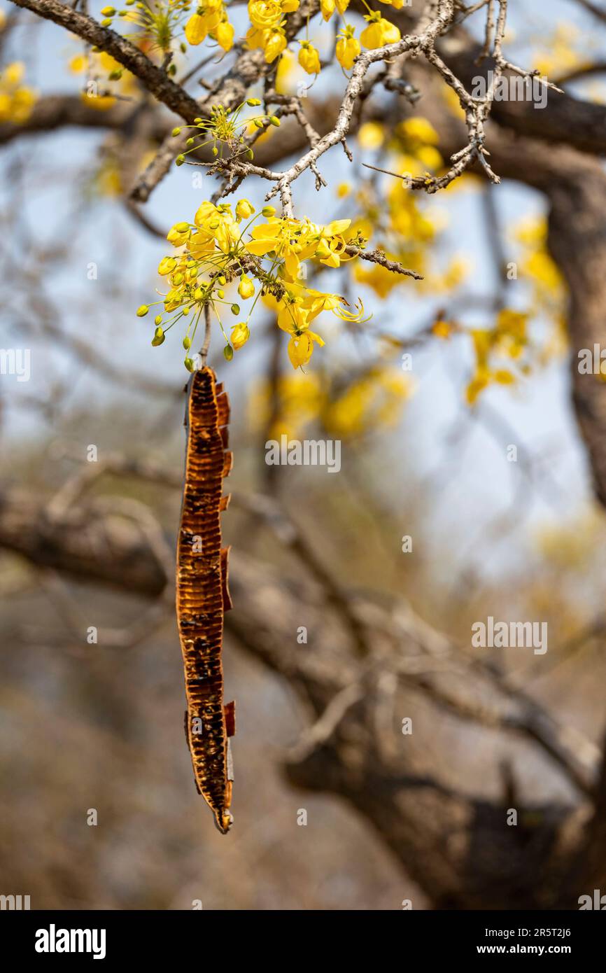 Zambia, Kafue natioinal Park, Cassia abbreviata, tree with yellow