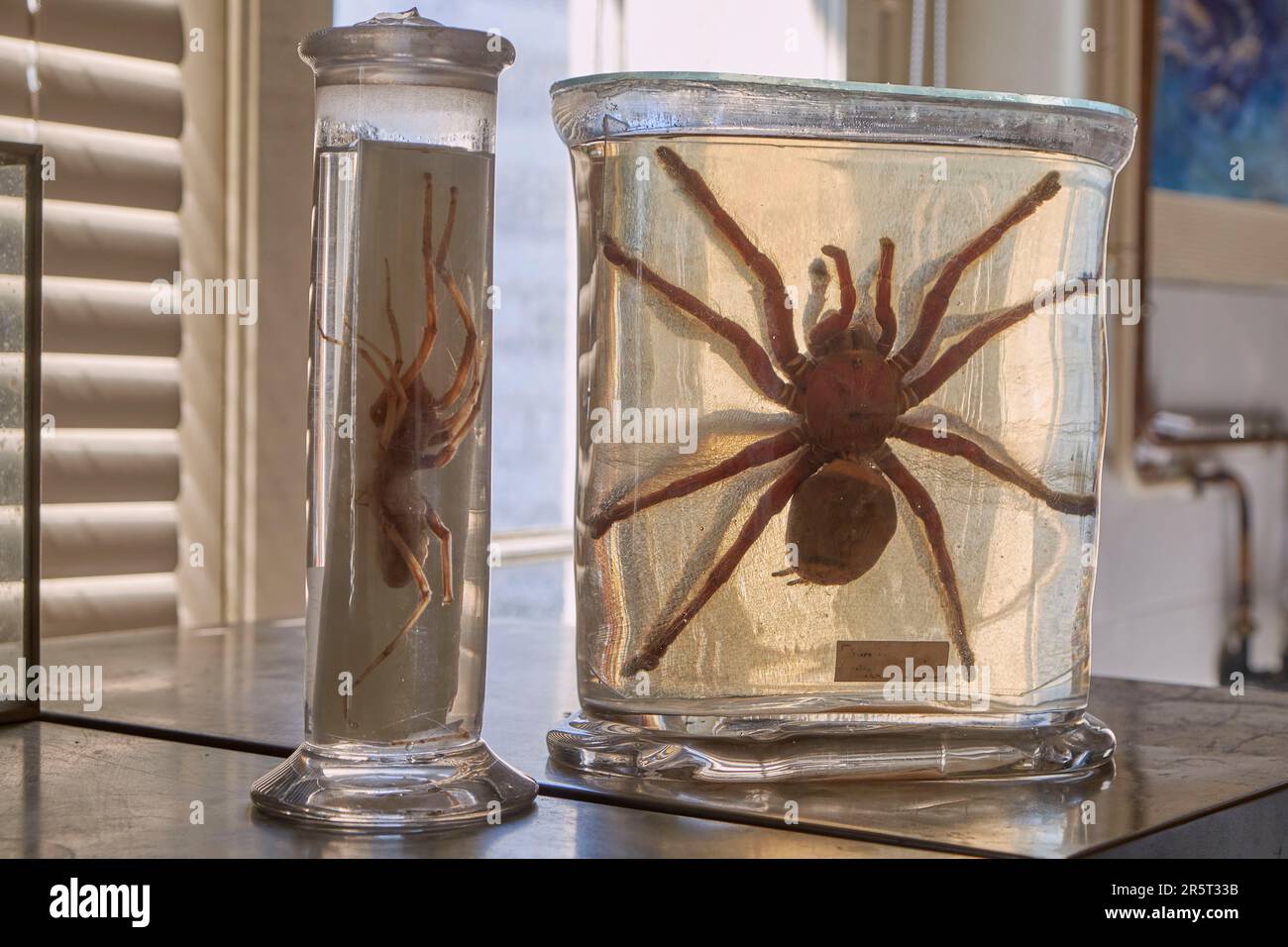 France, Paris, National Museum of Natural History, Laboratory of Arachnology, Theraphosa blondi (Goliath birdeater or goliath tarantula) and a Solifuge known as camel spider, wind scorpion or sun spider Stock Photo