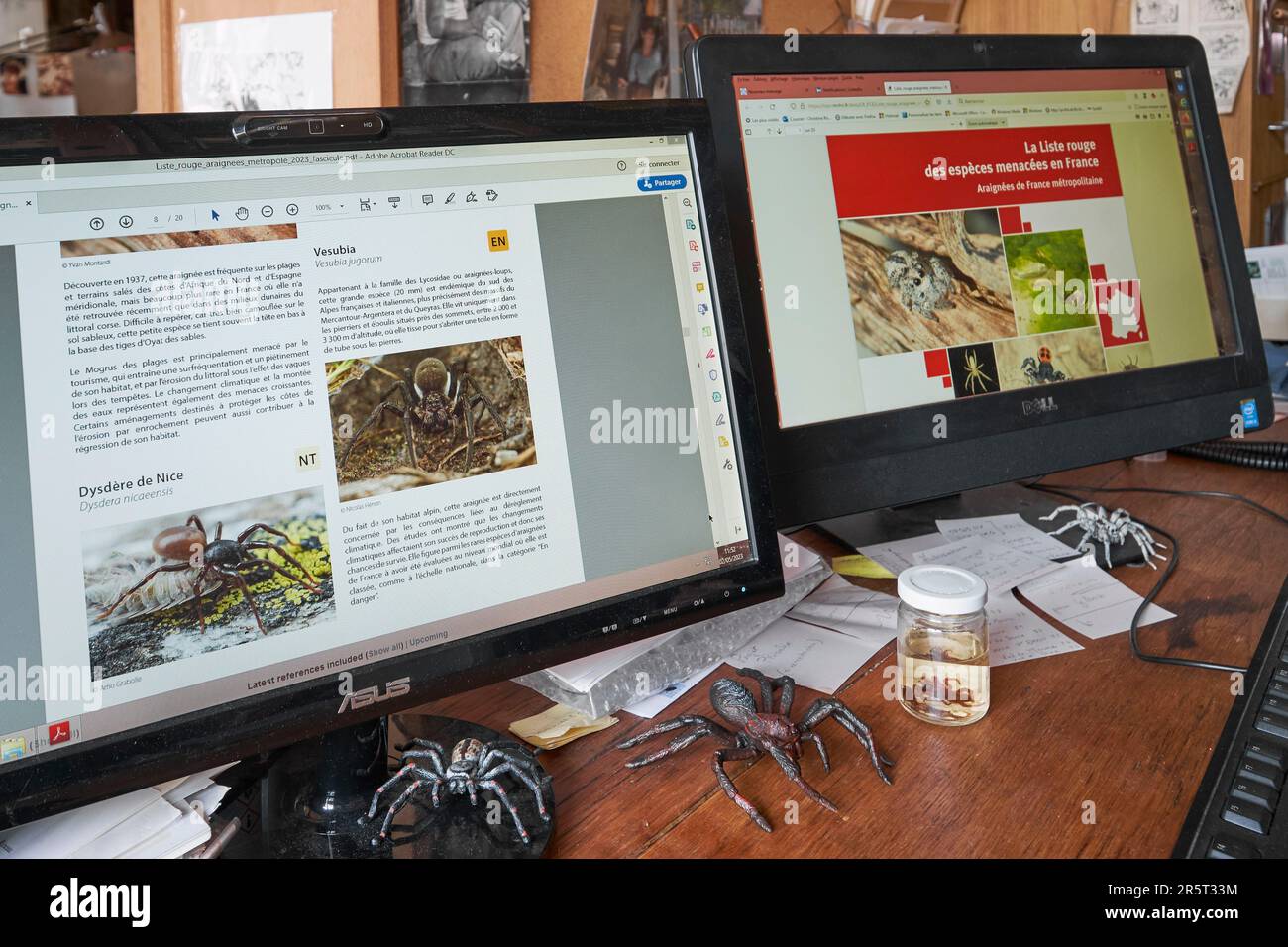 France, Paris, National Museum of Natural History, Laboratory of Arachnology, computer screens by Christine Rollard, teacher researcher araneologist, responsible for the conservation of the spider collection, red list of threatened species in France, Dysdère de Nice (Dysdera nicaeensis) and Vesubia (Vesubia jugorum) Stock Photo