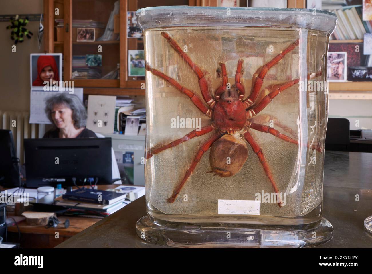 France, Paris, National Museum of Natural History, Laboratory of Arachnology, Christine Rollard, teacher researcher araneologist, responsible for the conservation of the spider collection, Theraphosa blondi (Goliath birdeater or Goliath tarantula, one of the largest known mygalomorph spider species with 30 cm wingspan Stock Photo
