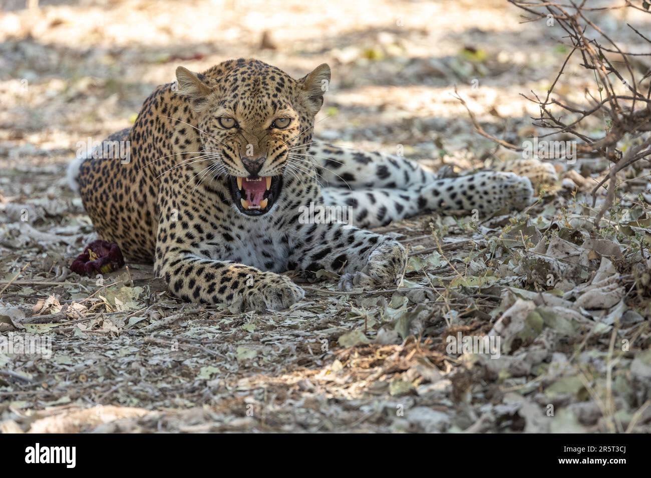 Zambia, South Luangwa natioinal Park, Léopard (Panthera pardus pardus ...