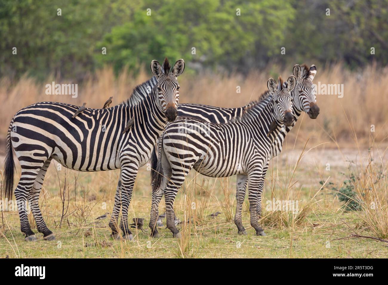 Zambia, South Luangwa natioinal Park,,Crawshay's zebra (Equus quagga crawshayi), subspecies of the plains zebra Stock Photo