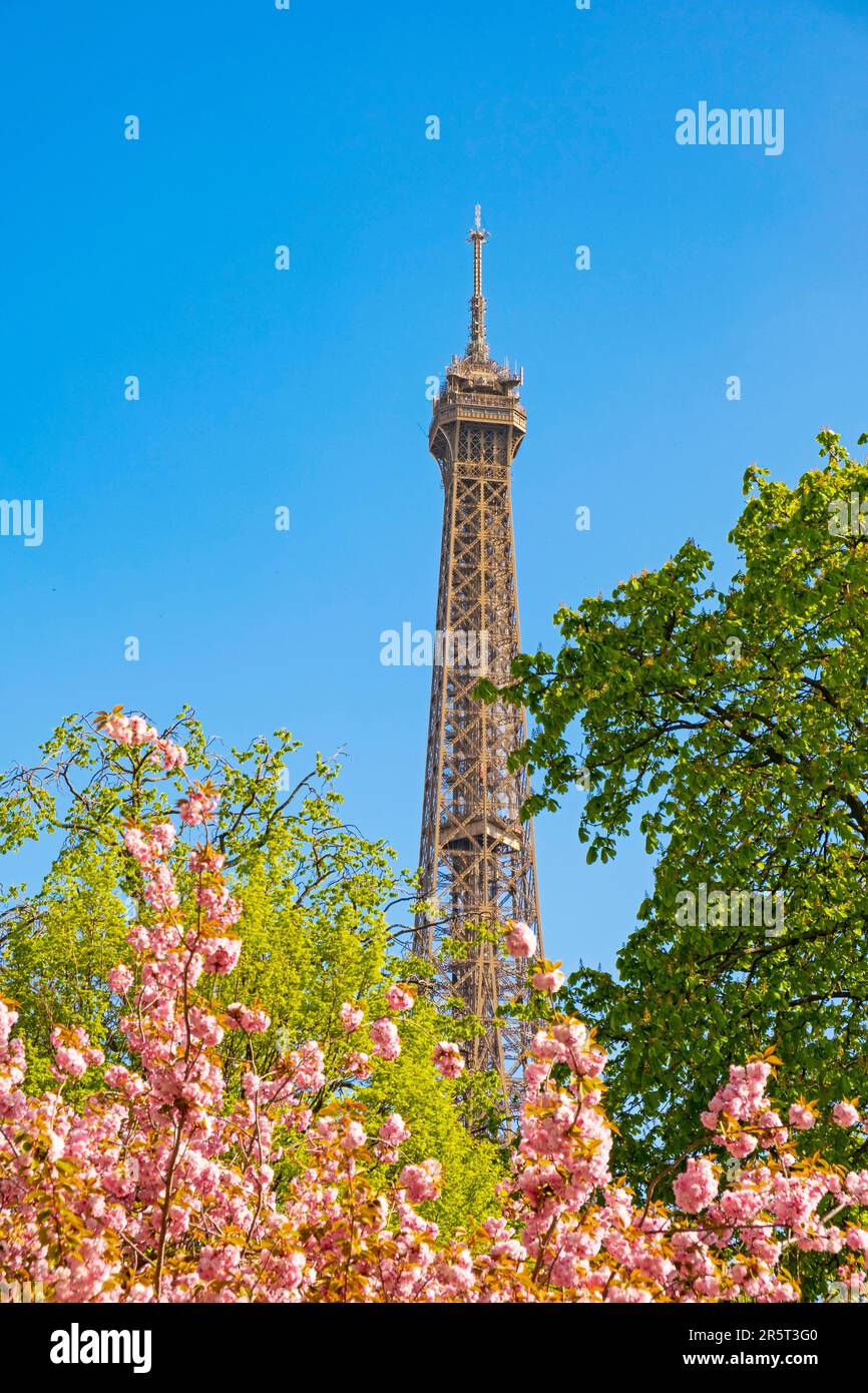 France, Paris, Eiffel Tower and a cherry blossom in spring Stock Photo