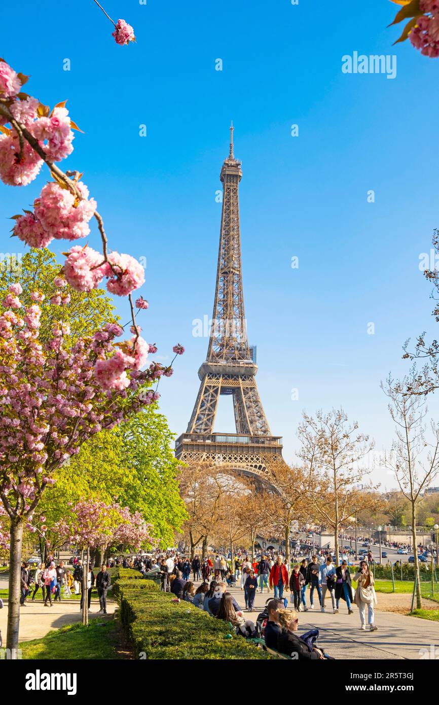 France, Paris, Eiffel Tower and a cherry blossom in spring Stock Photo