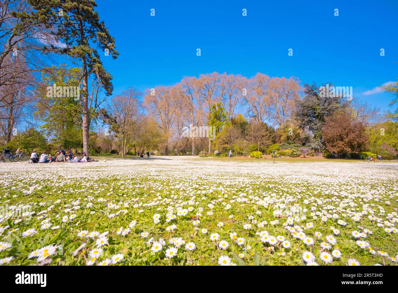 Natural Spring France France, Paris, Bois de Vincennes, daisies in spring, Bercy island Stock ...