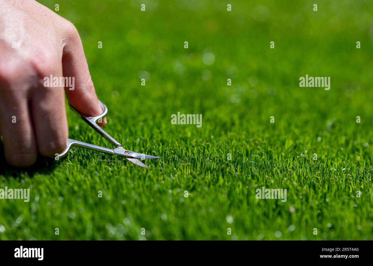Symbol for a perfectionist who cuts the lawn with small scissors. Stock Photo