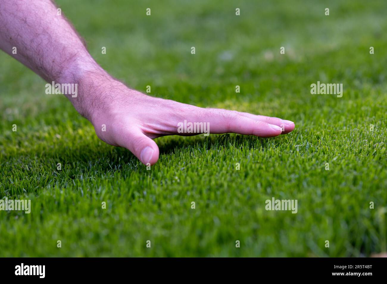 Symbol for taking care of the lawn. Hand feel the height of freshly cut grass. Stock Photo
