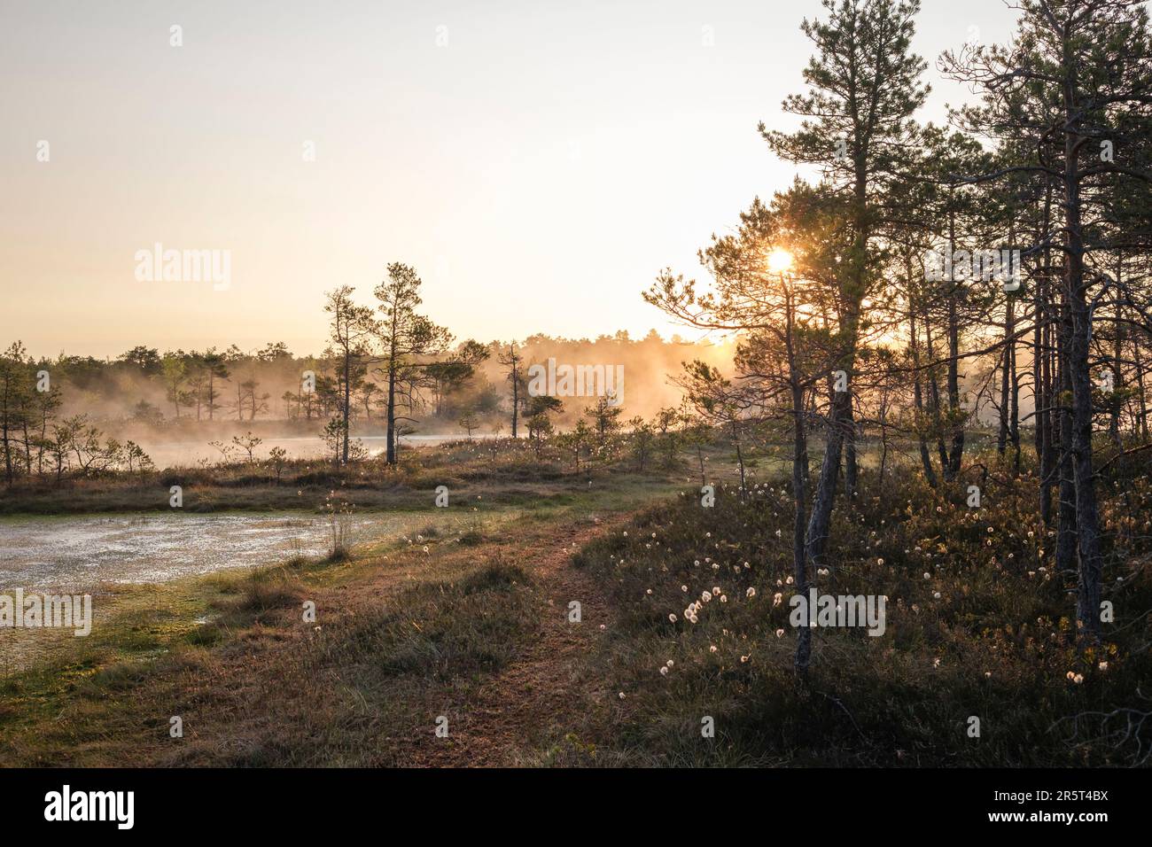 Sunset swamp small pine trees hi res stock photography and images Alamy