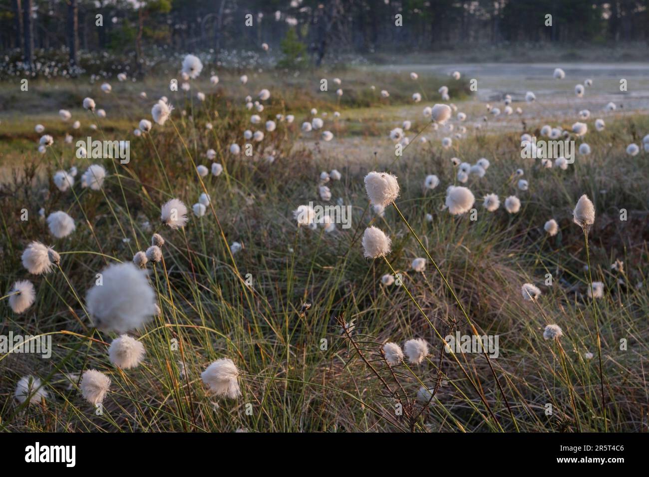 Cotton-grass flowering in the bog Stock Photo