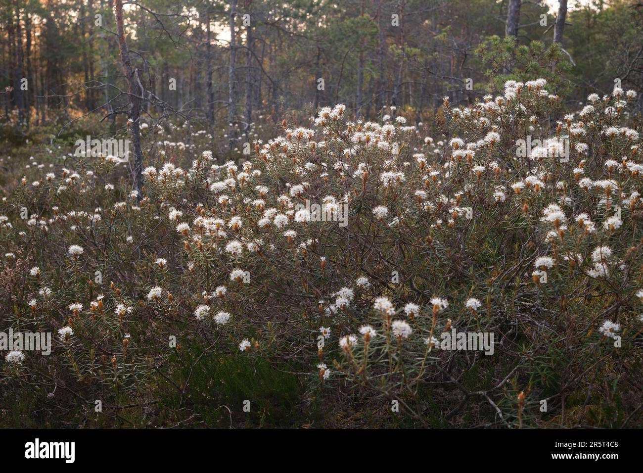 White flowers of small  bush in the bog, flowering Marsh Labrador Tea bush in the morning light Stock Photo
